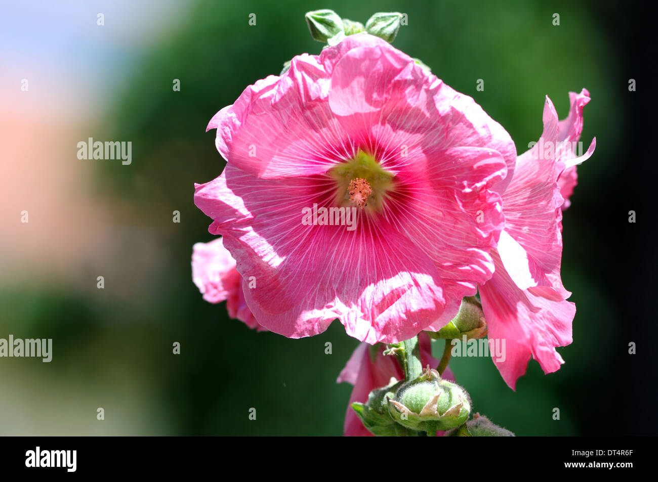 closeup picture of a pair of pink lavatera Stock Photo
