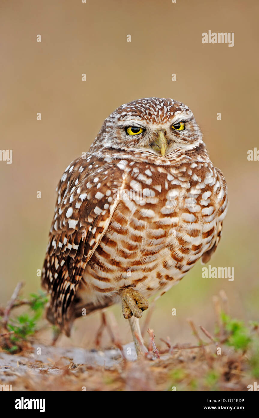 Burrowing Owl (Speotyto cunicularia, Athene cunicularia), Florida, USA Stock Photo