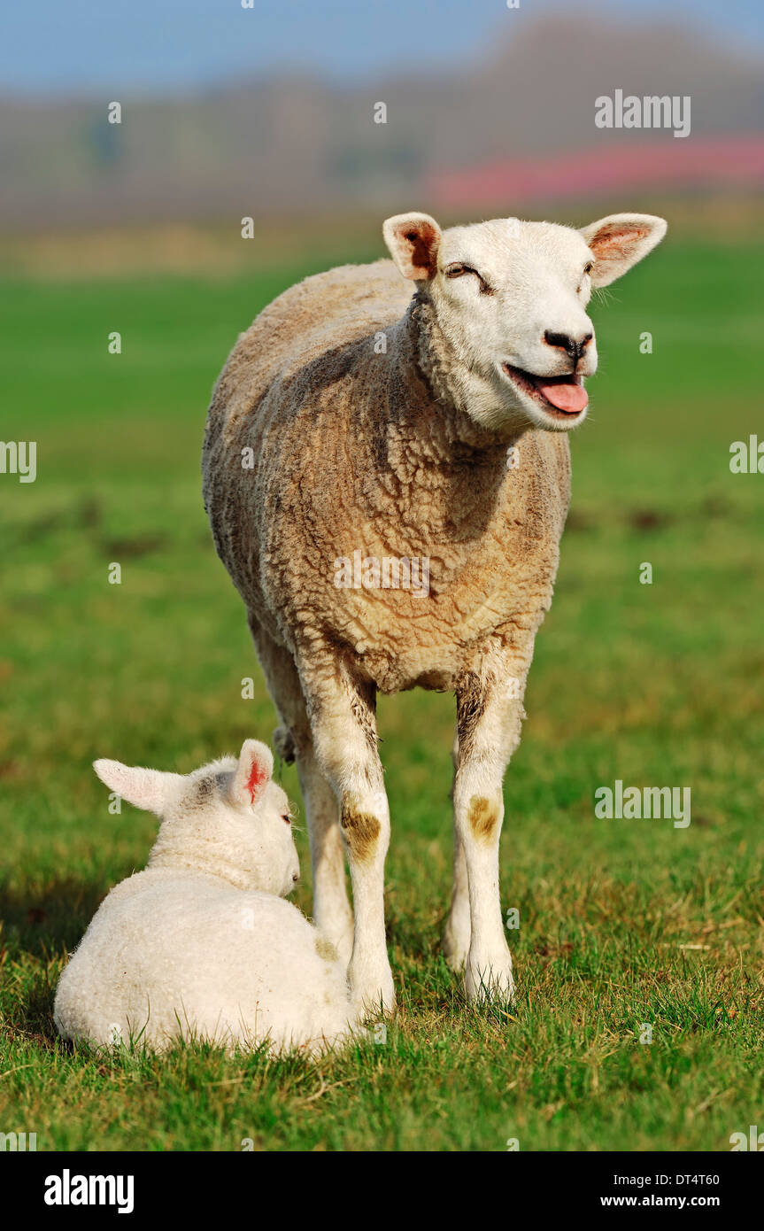 Domestic sheep with lamb, Netherlands Stock Photo