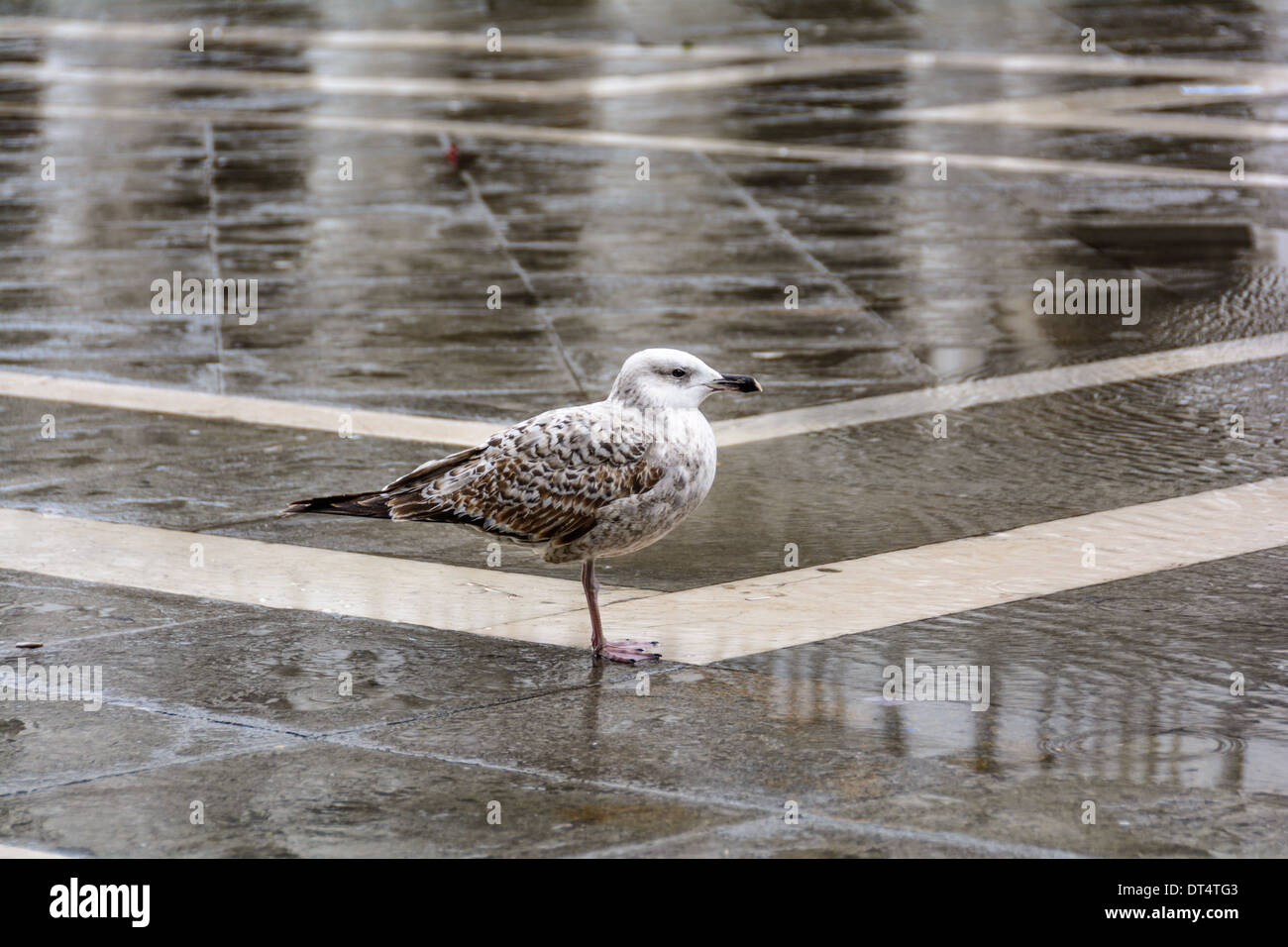 Venice, Italy. Juvenile seagull standing on one leg in the rain on St Mark´s Square, Piazza San Marco. Stock Photo
