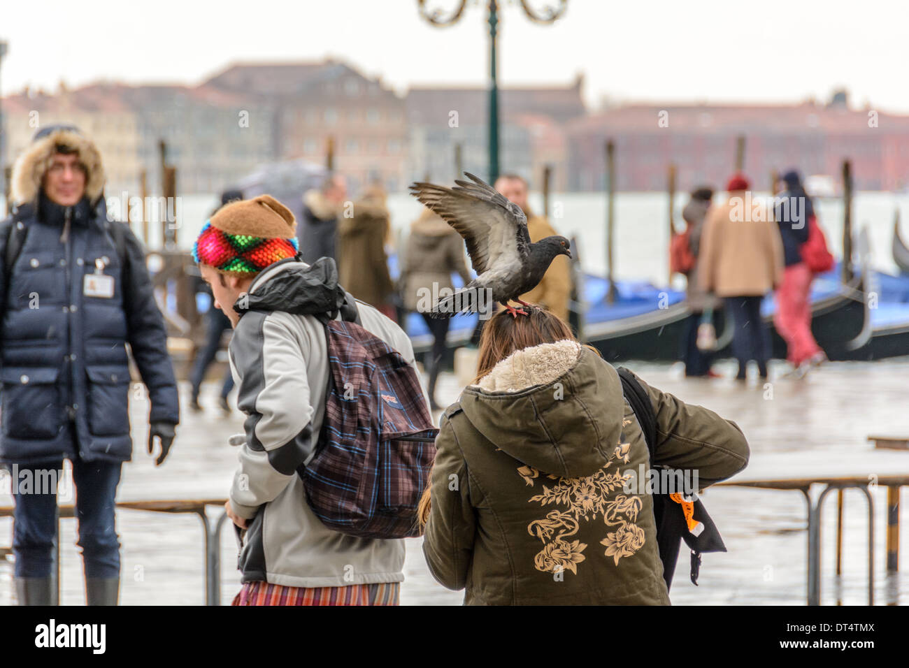 Venice, Italy. A pigeon of St Mark´s Square lands on the head of a young woman. Stock Photo