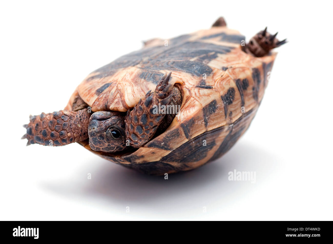 Turtle upside down, trying to turn over. Stock Photo