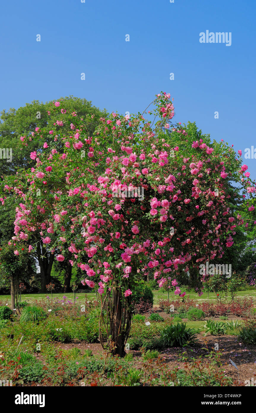 Shrub Rose (Rosa spec.) Stock Photo