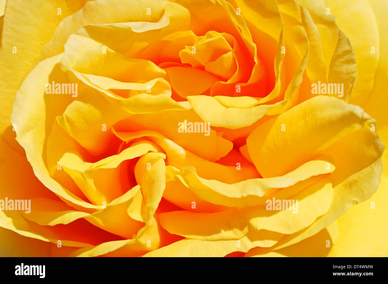 Rose (Rosa spec.), blossom detail Stock Photo