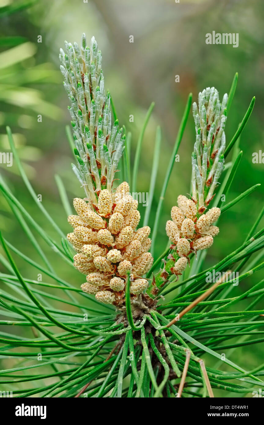 Scots Pine (Pinus sylvestris), flower, North Rhine-Westphalia, Germany Stock Photo