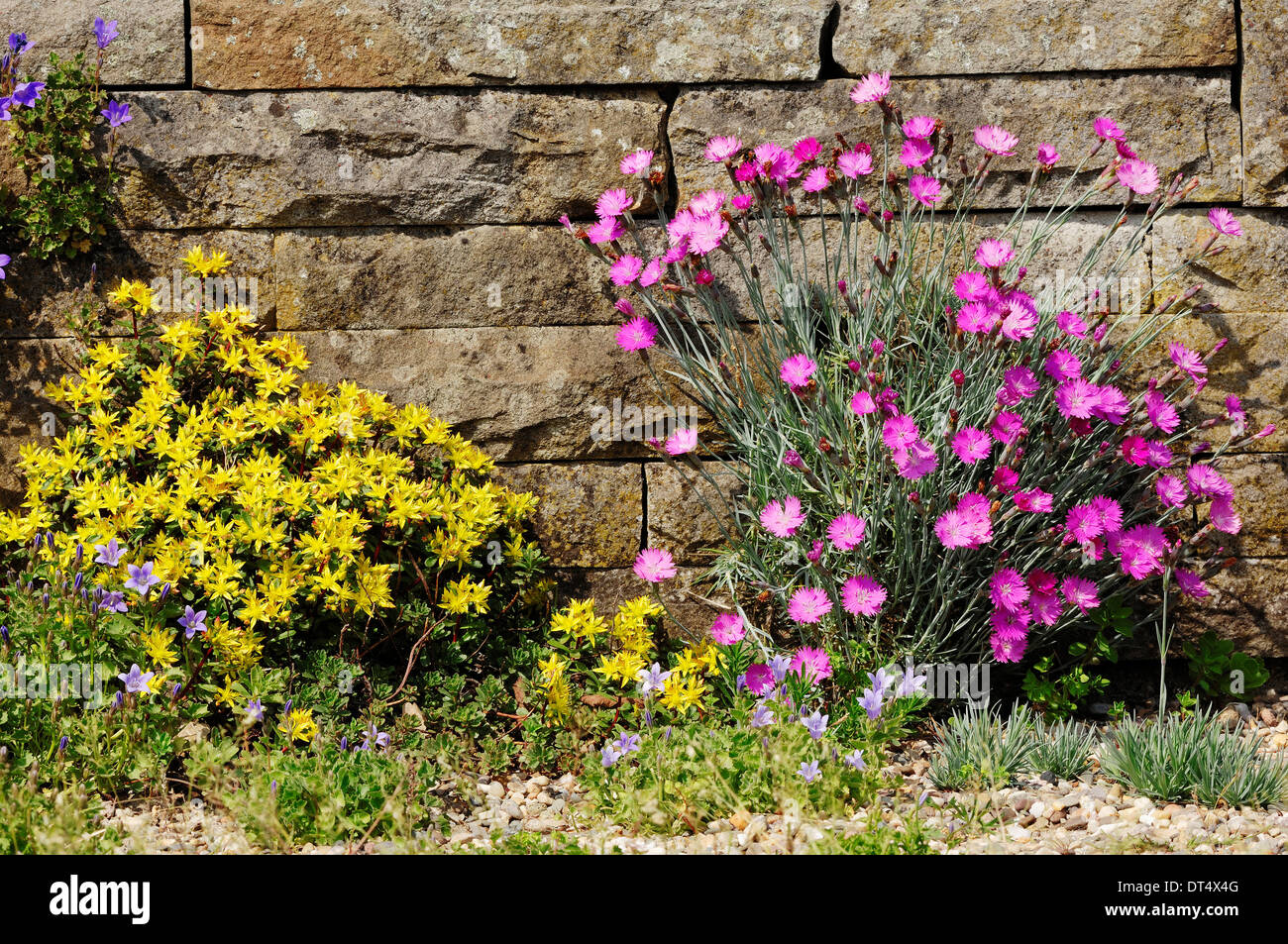 Biting Stonecrop (Sedum acre) and Cheddar Pink (Dianthus caesius, Dianthus gratianopolitanus) Stock Photo