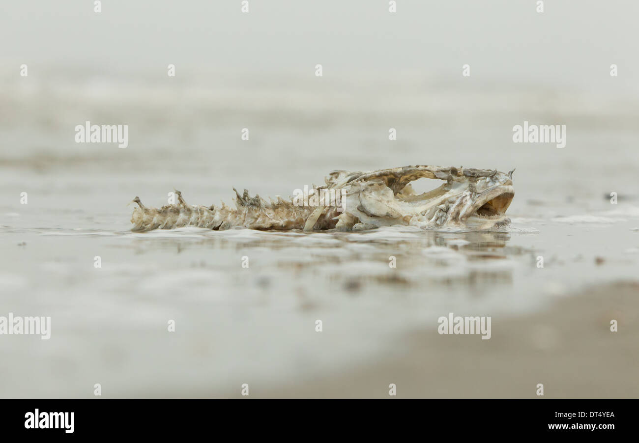 dead fish carcass washed ashore on beach with mostly fish bones left Stock Photo Alamy