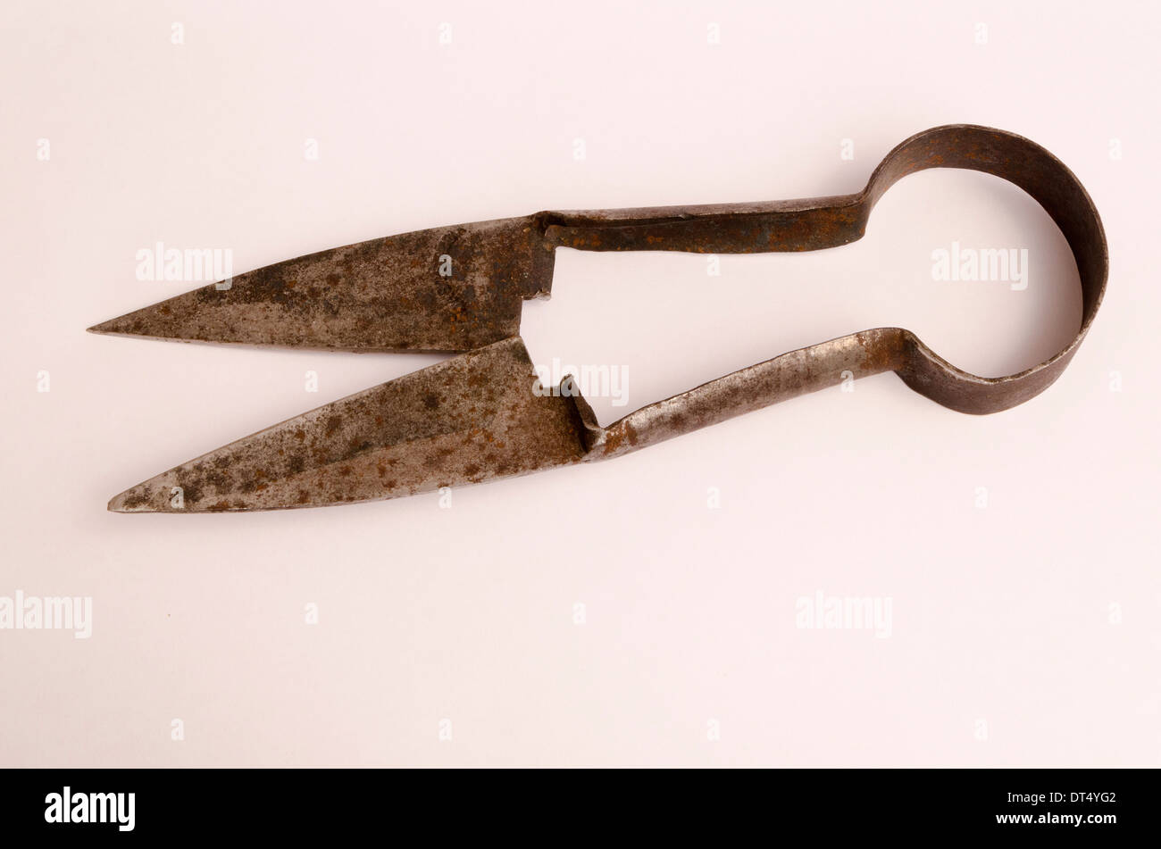 Old sheep shears on white background Stock Photo - Alamy