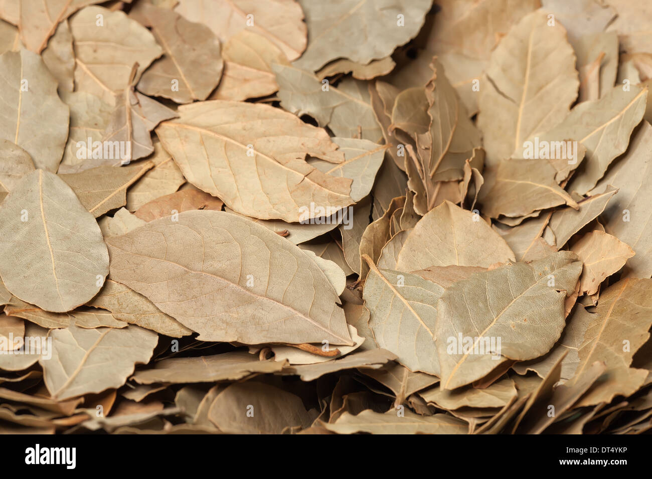 Bay leaf herb ingredient background Stock Photo Alamy