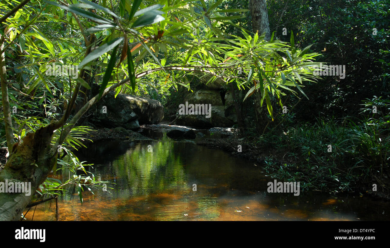 Tropical forest in Cambodia Stock Photo
