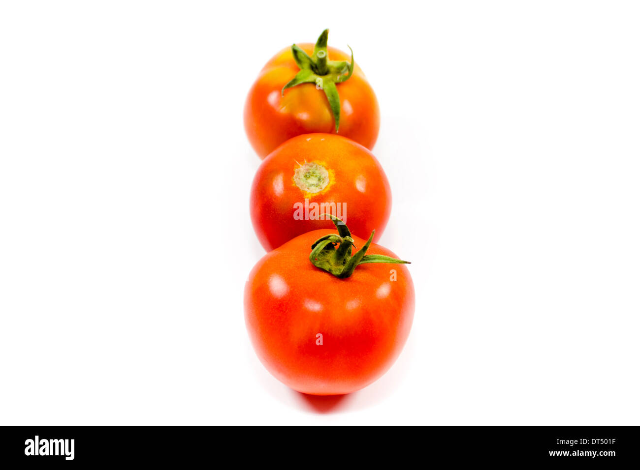 Fresh Red Tomatoes Stock Photo Alamy