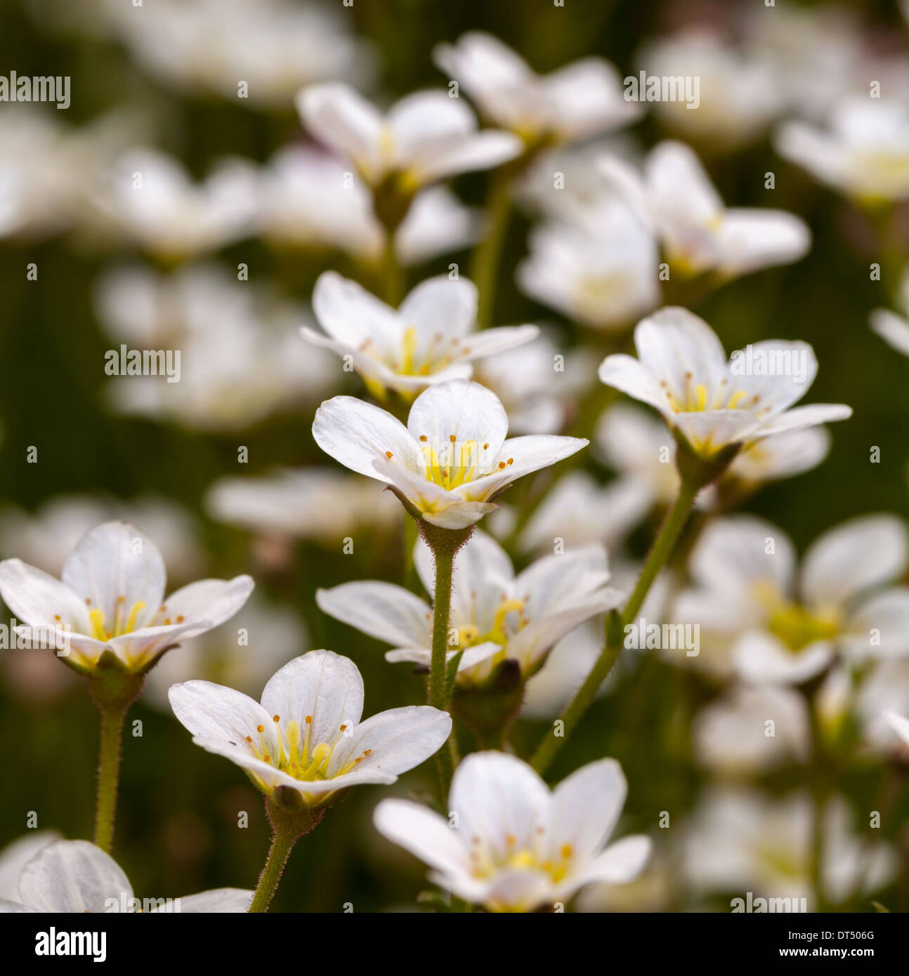 White Meadow saxifrage flowers in June Stock Photo