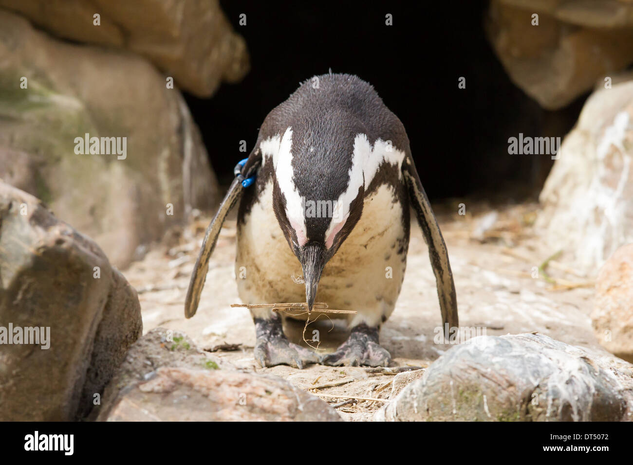 African penguin collecting nesting material in a zoo Stock Photo