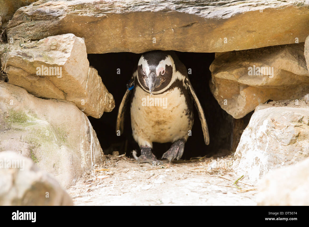 African penguin in it's nest in a zoo Stock Photo