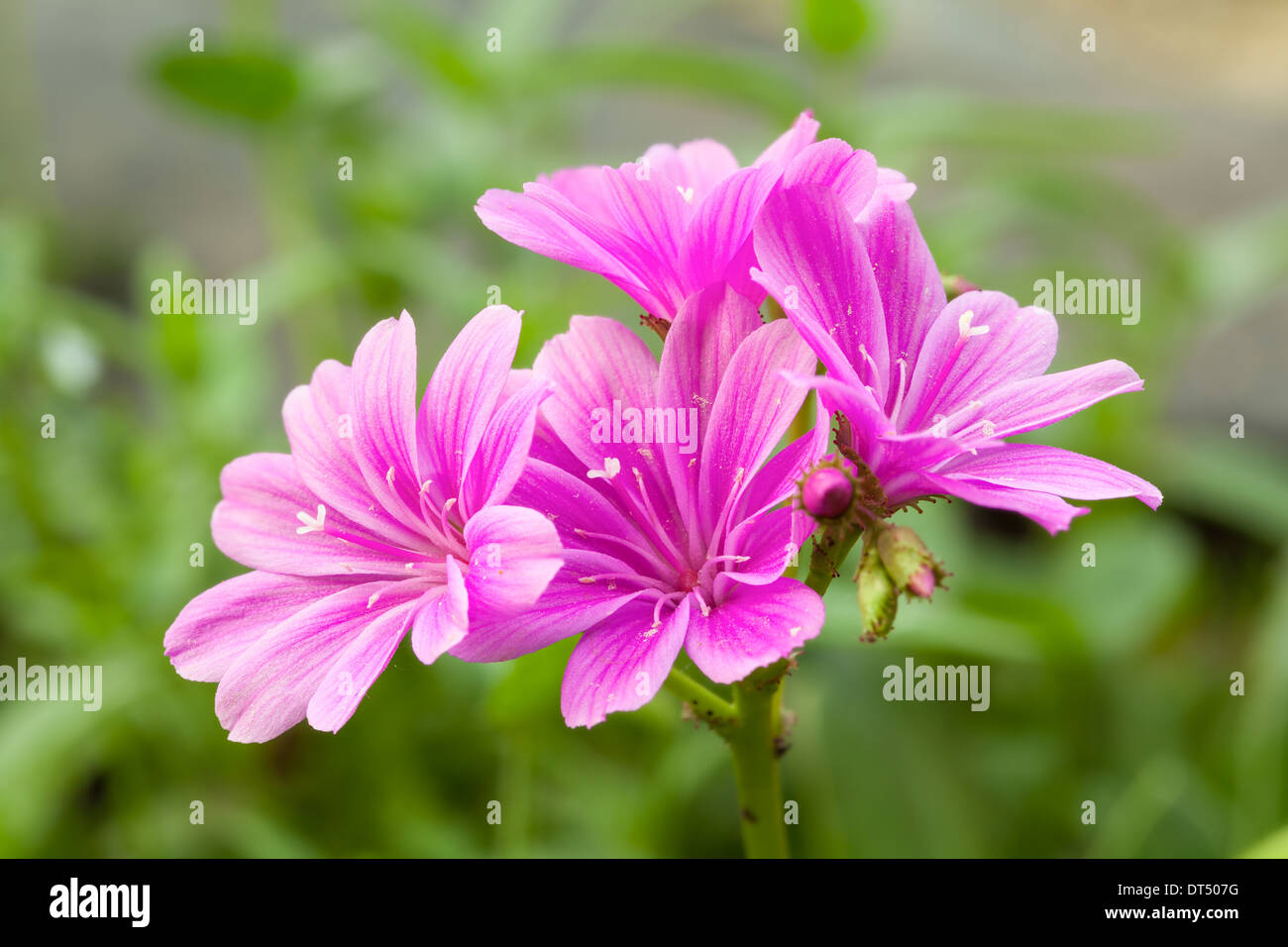 Pink garden flowers in June Stock Photo Alamy