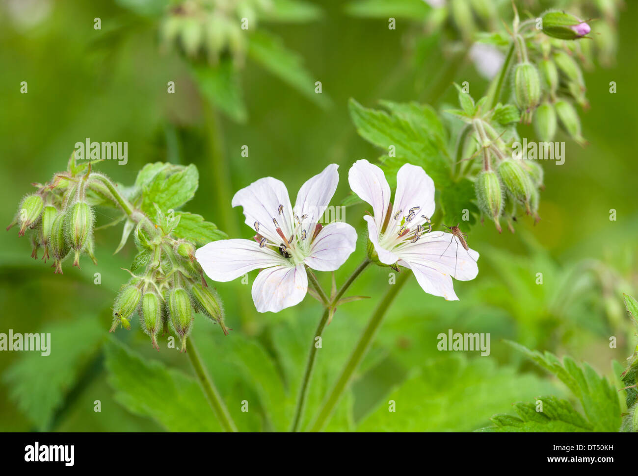 White woodland geranium flower Stock Photo