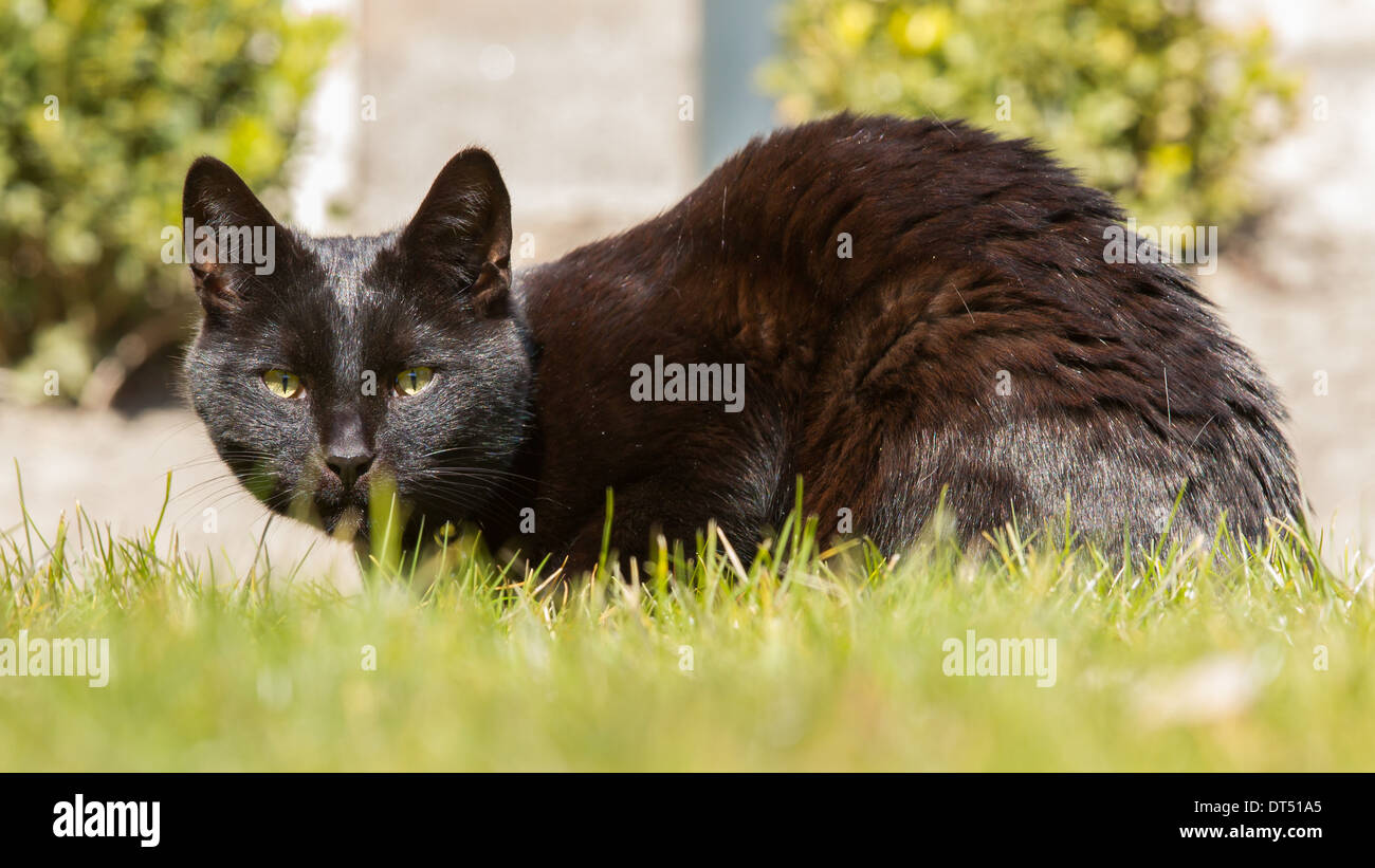 Black cat is sitting on the grass summer Stock Photo - Alamy