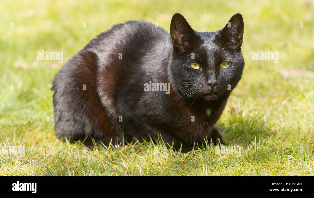 Black cat is sitting on the grass summer Stock Photo - Alamy