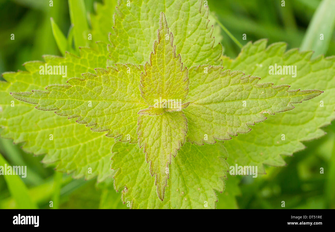 Green stinging nettle  unique patterns in nature Stock Photo