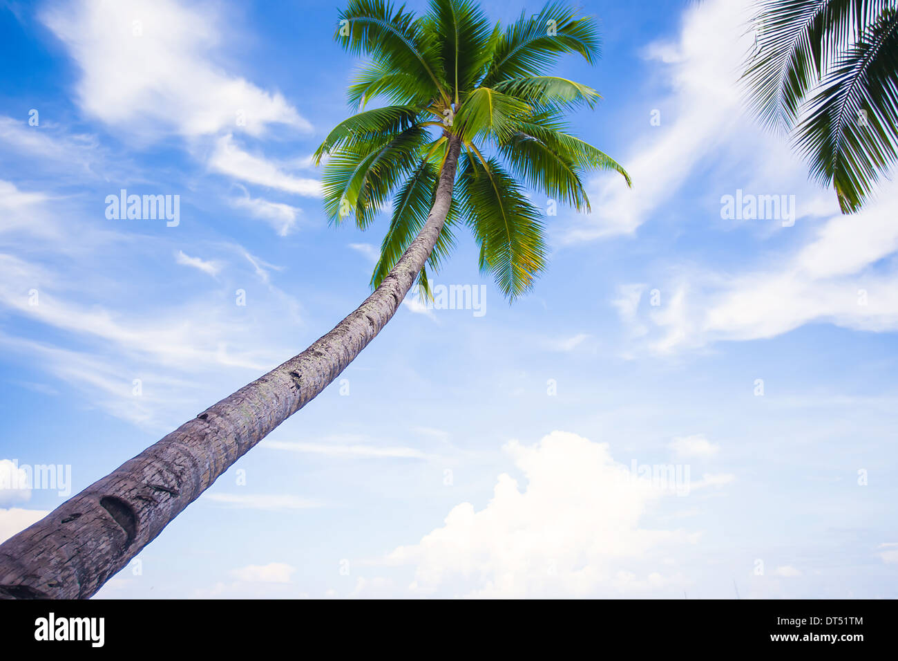 Coconut Palm tree on the sandy beach background blue sky Stock Photo ...