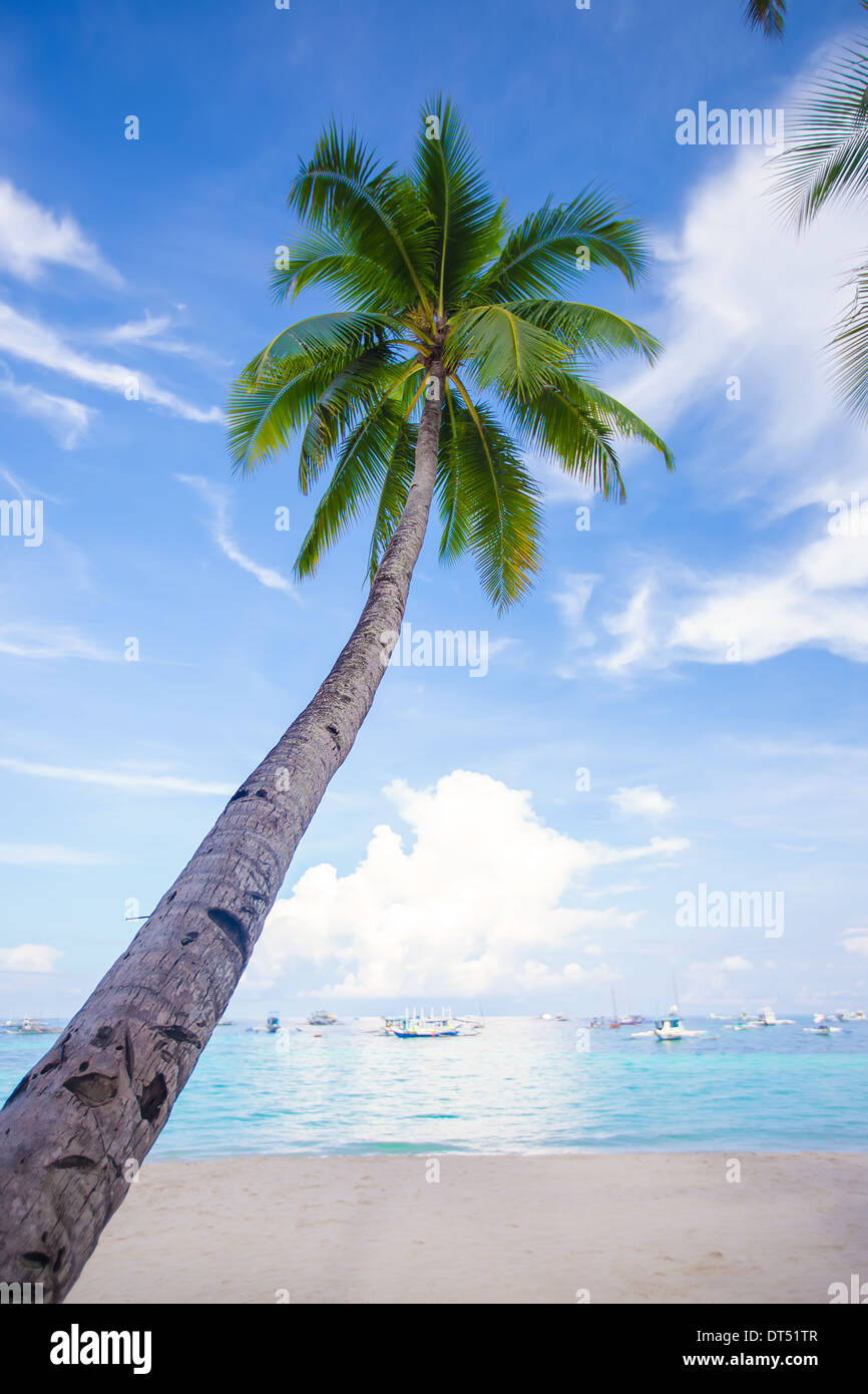 Coconut Palm tree on the sandy beach background blue sky Stock Photo ...