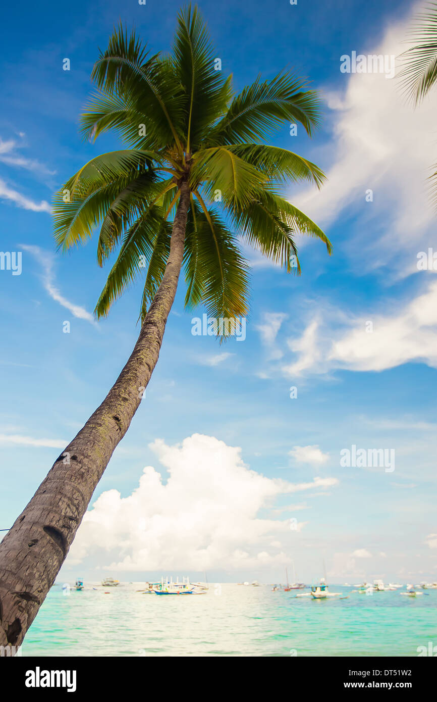 Coconut Palm tree on the sandy beach background blue sky Stock Photo ...