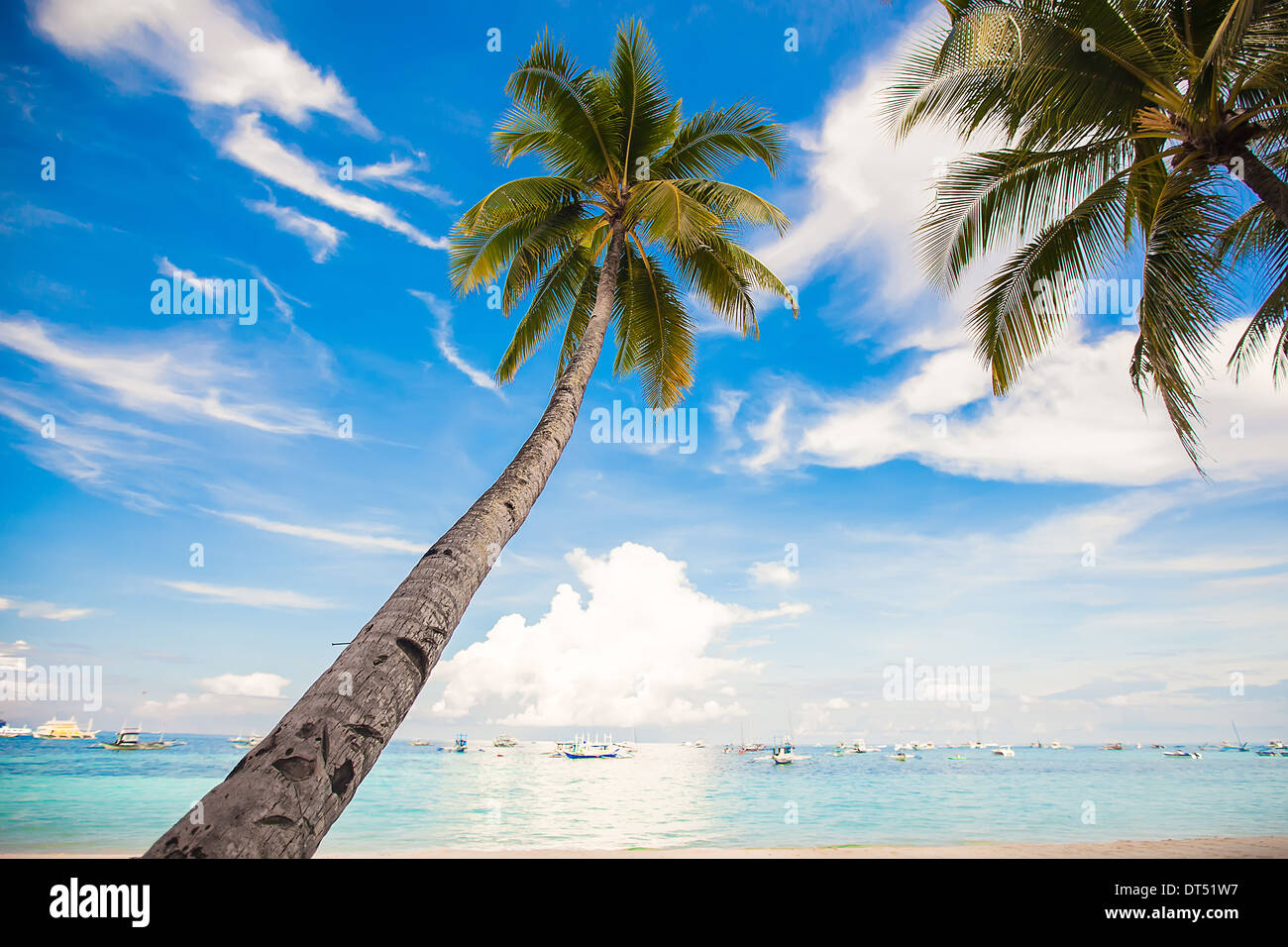 Coconut Palm tree on the sandy beach background blue sky Stock Photo ...