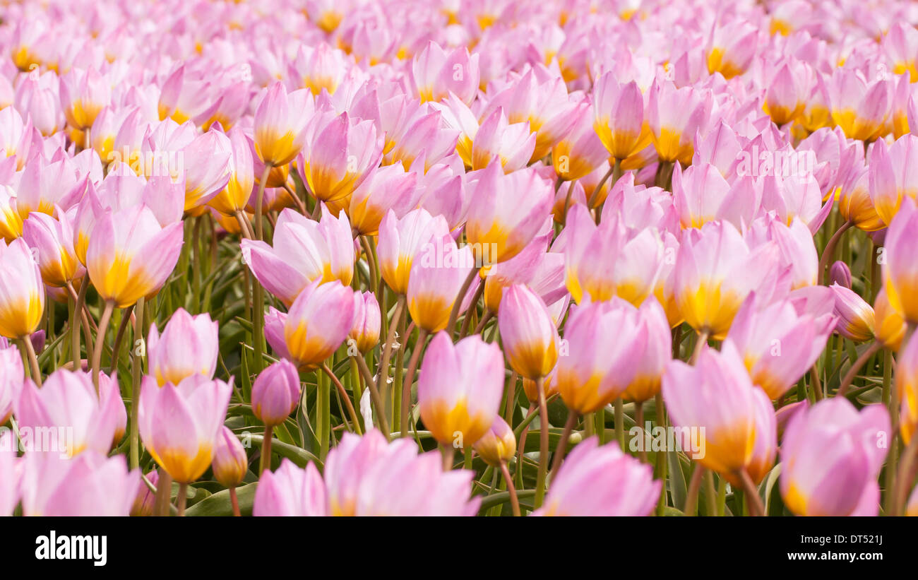 Tulip field on agricultural land pink tulips selective focus Stock ...