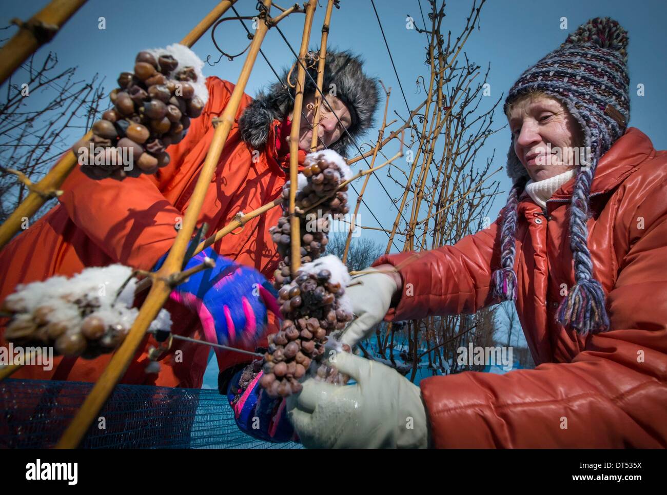 Heidrun Schoenherr (L) and Christina Zahn from Zahn vineyards harvest Riesling grapes for the ice wine on the Dachsberg in Kaatchen, Germany, 26 January 2014. The temperature has to be at least minus seven Celsius to harves the grapes to make ice wine. Photo: MICHAEL REICHEL Stock Photo