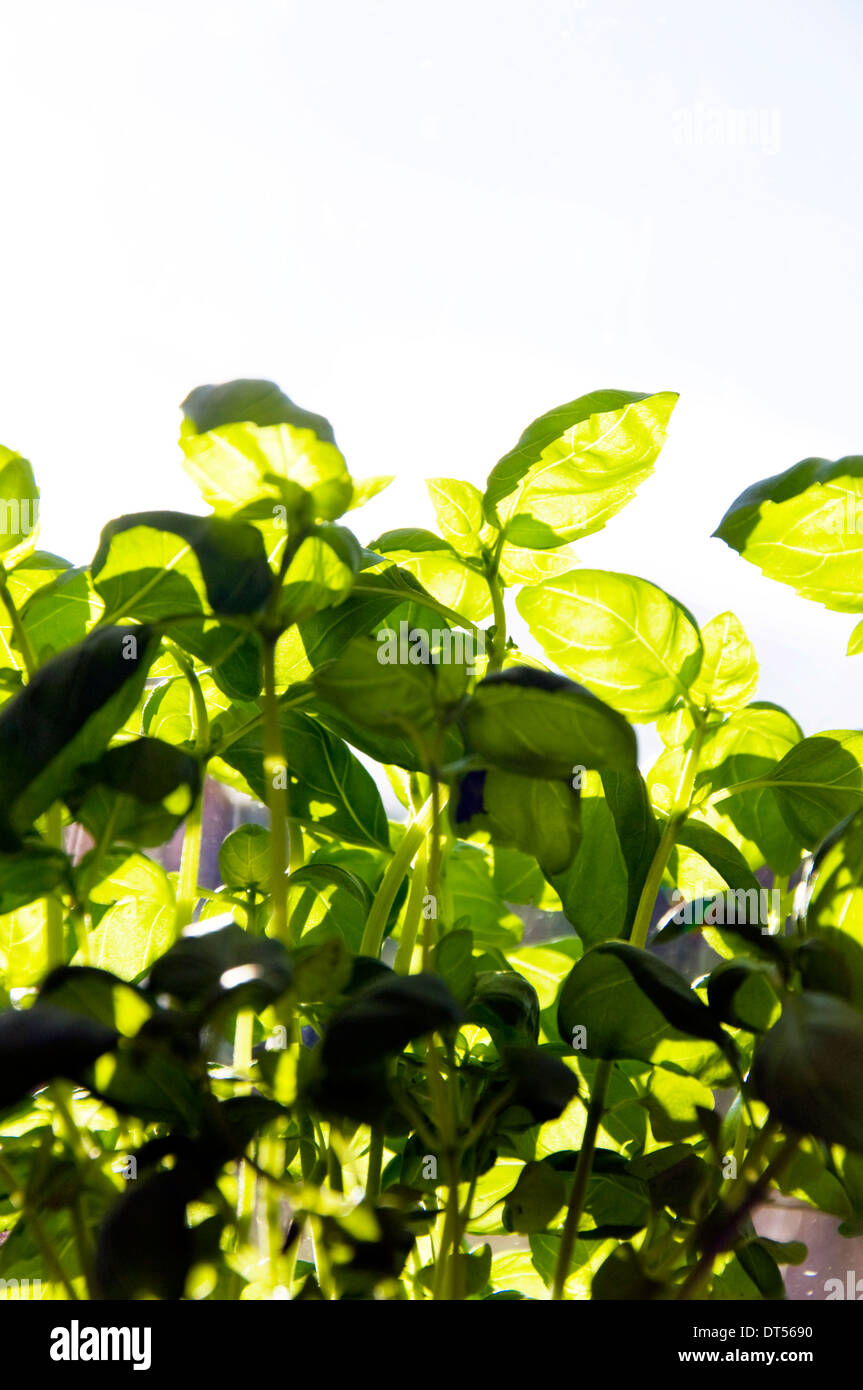 Sweet Basil, herb, Ocimum basilicum, family Lamiaceae, mints sometimes