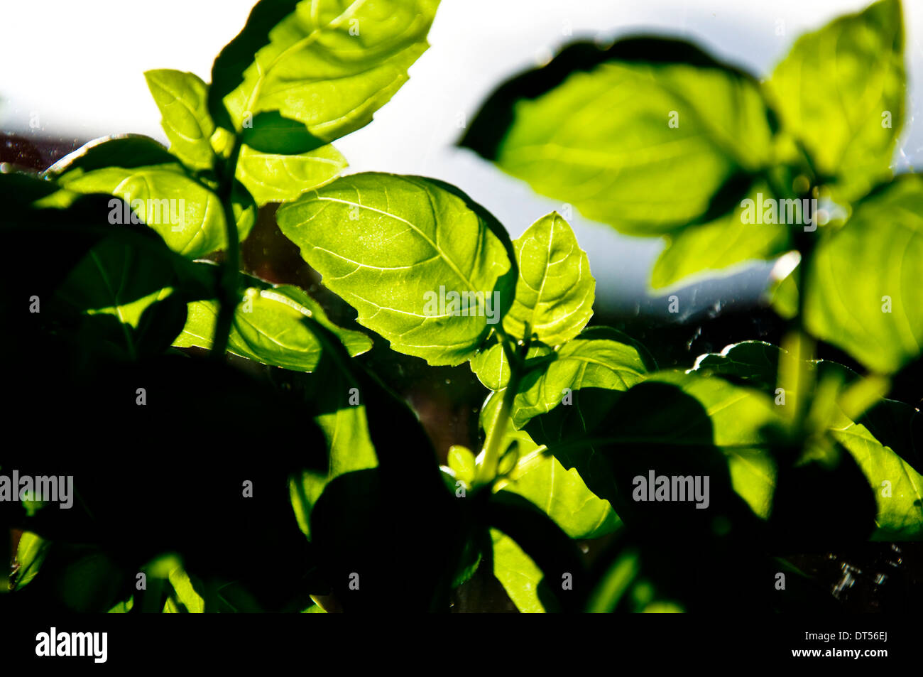 Sweet Basil, herb, Ocimum basilicum, family Lamiaceae, mints sometimes