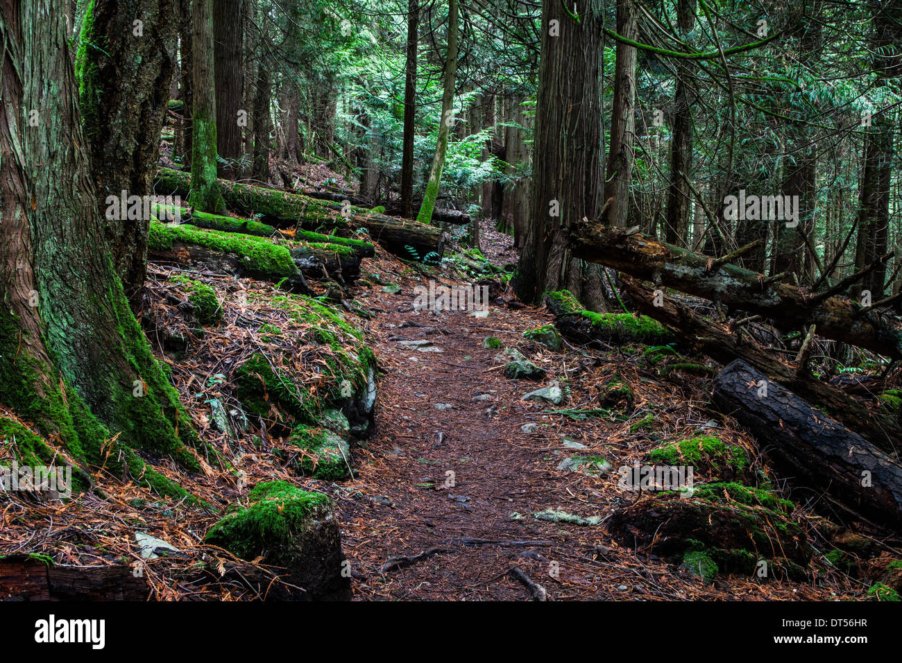 Trail through a dense temperate rain forest on Vancouver Island, Canada Stock Photo