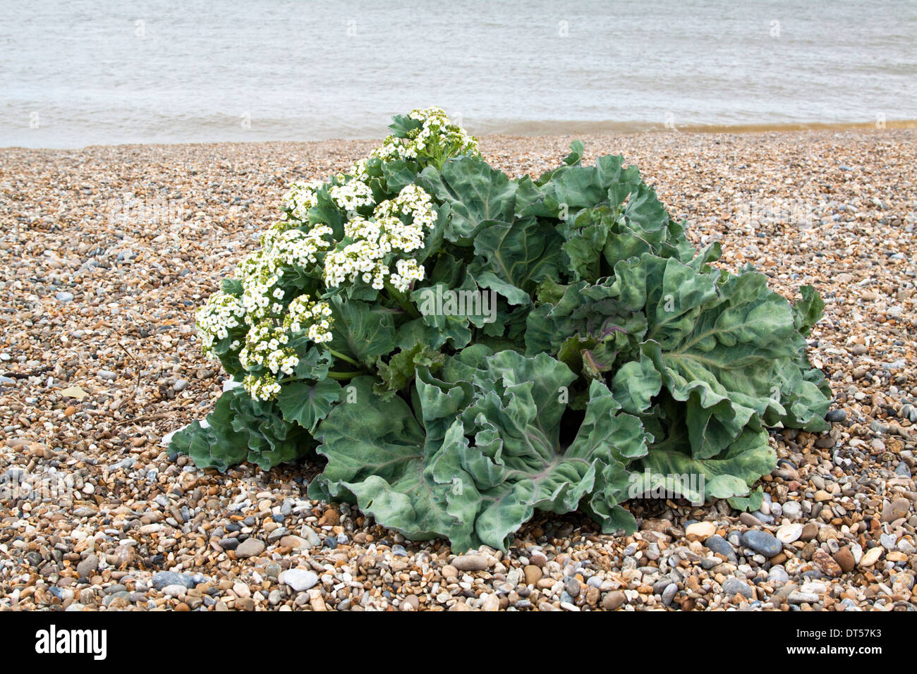 Sea Kale (Crambe maritima) growing and in flower on a shingle beach in