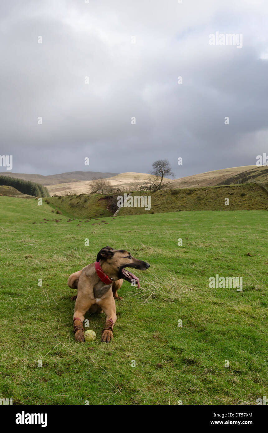 A lurcher resting after catching a ball near Croasdale, Lake District, England Stock Photo