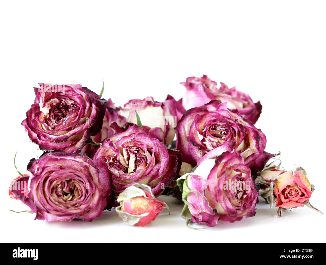 flower buds dry roses on a white background Stock Photo Alamy