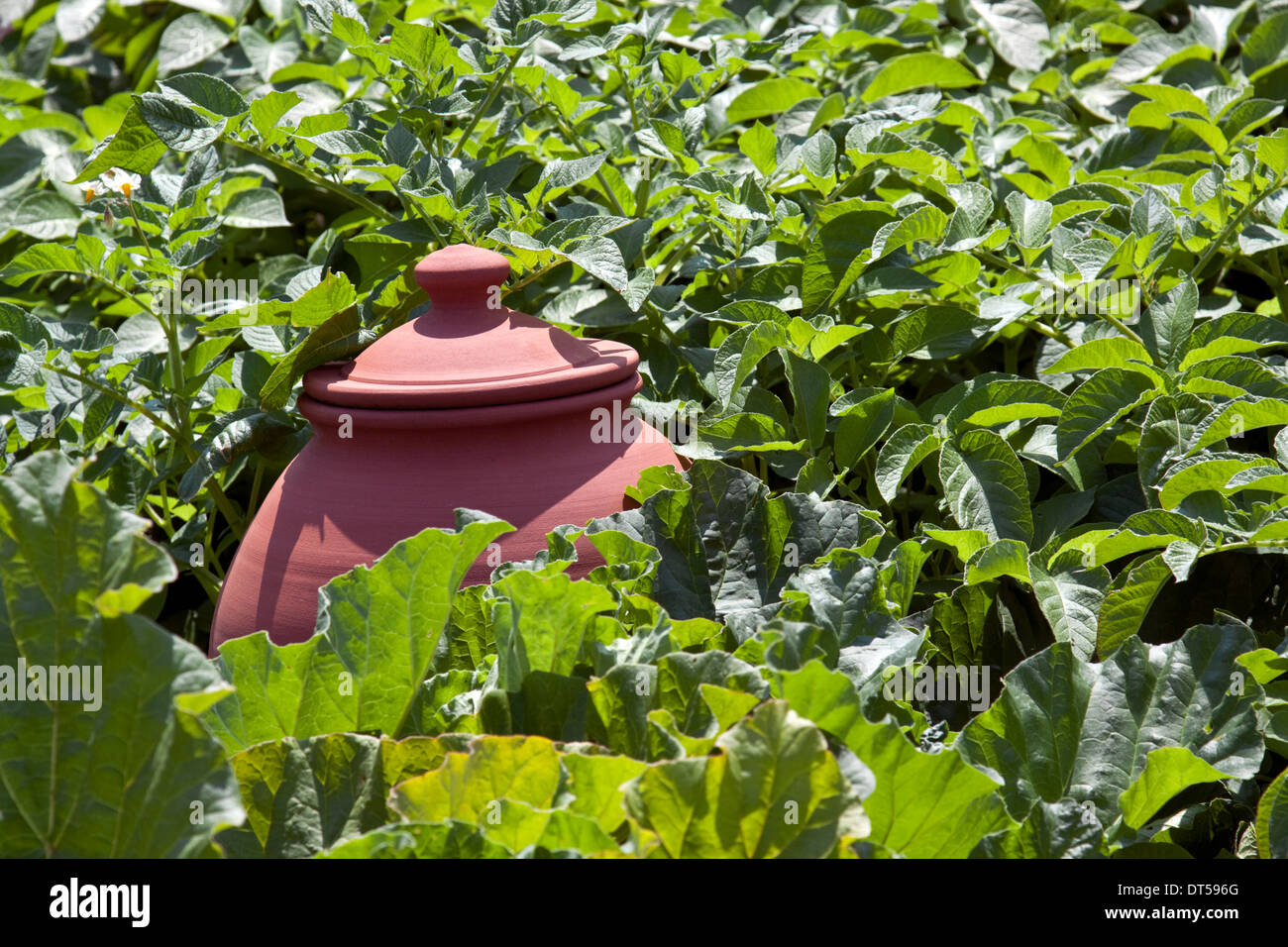 Rhubarb forcing pot in an allotment garden Stock Photo