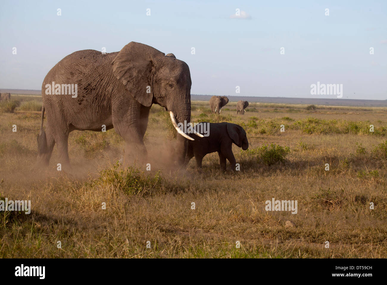 elephant mother and child wild Stock Photo