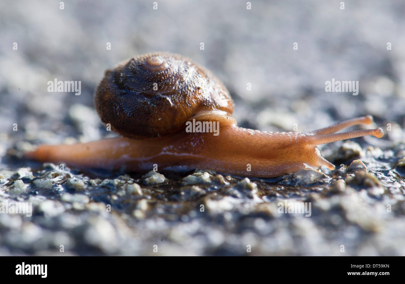 Roseburg, Oregon, USA. 9th Feb, 2014. After three days of rain, a small moisture loving snail slowly crosses a country road in southwestern Oregon. © Robin Loznak/ZUMAPRESS.com/Alamy Live News Stock Photo