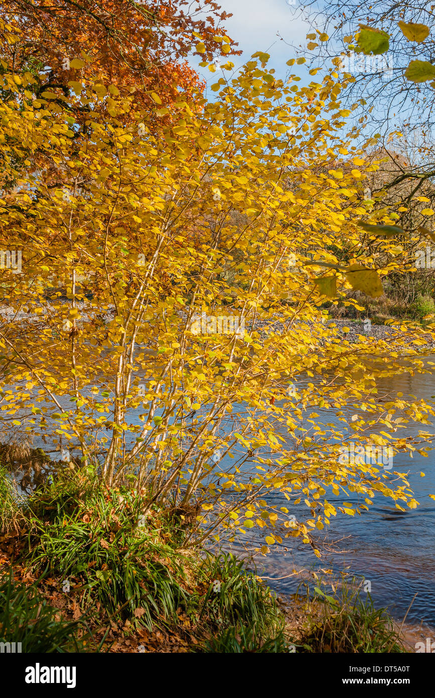 Autumn colours, woodland walk, November 2013 Stock Photo