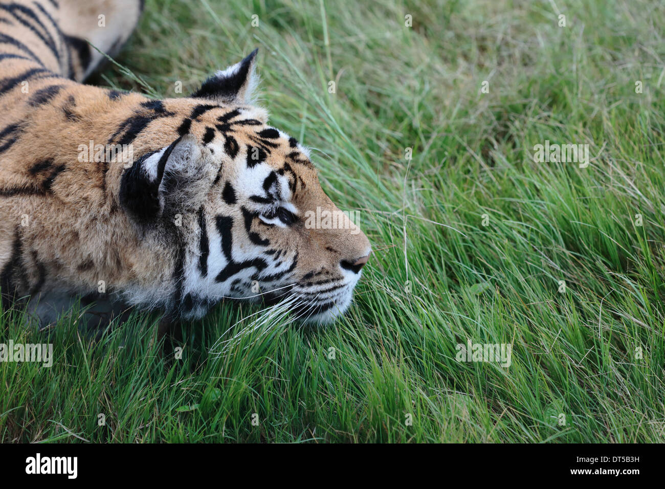 Bengal tiger stalking in the grass Stock Photo