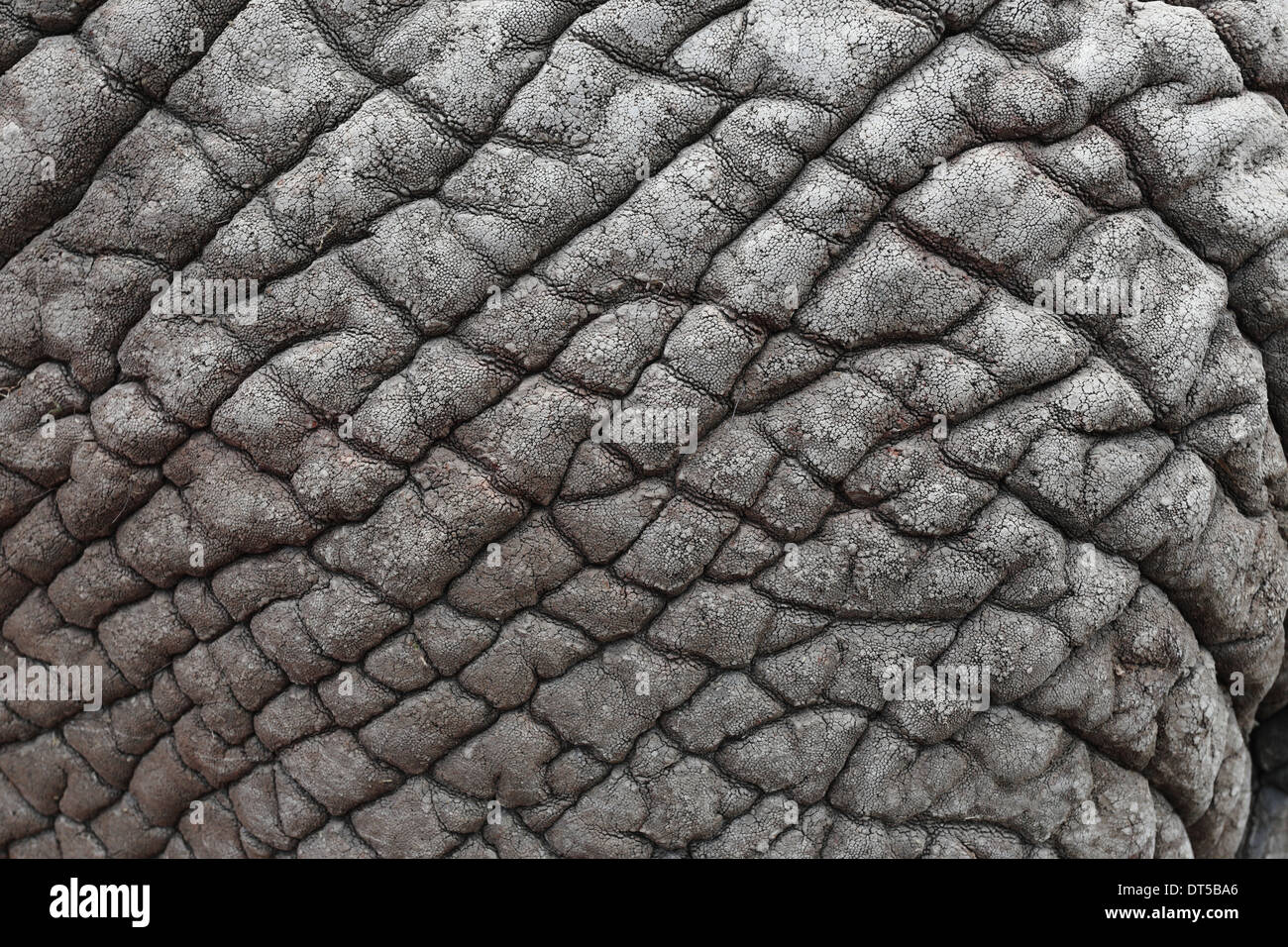 Close up of African elephant skin Stock Photo 66501518 Alamy
