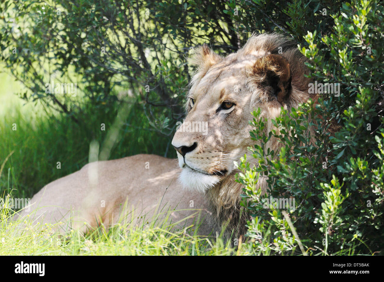 Male lion resting and looking up in a game reserve Stock Photo