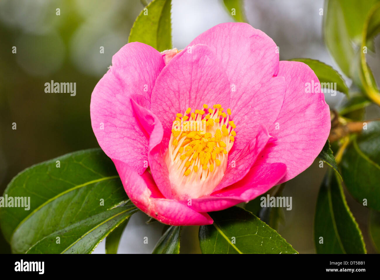 orkes camelia orkes camelia