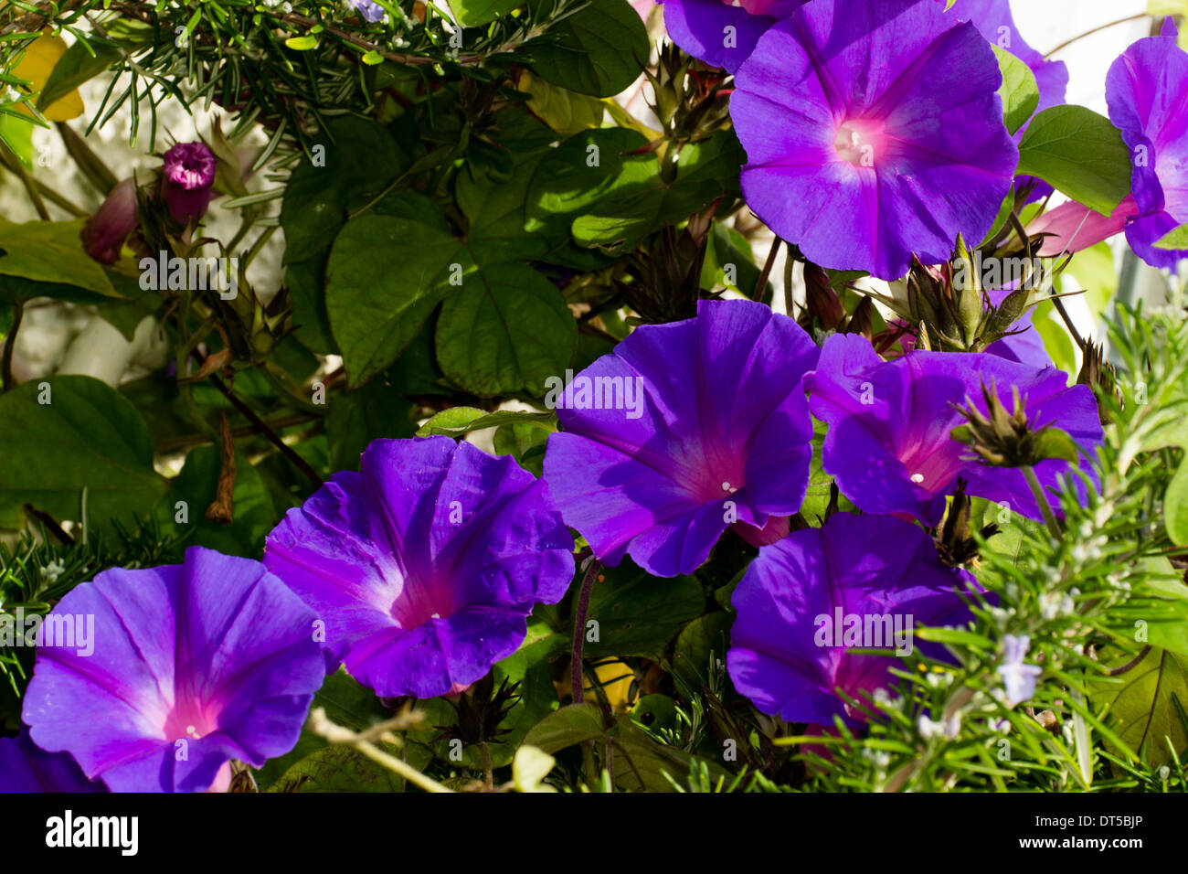 Perennial morning glory, Ipomea indica Stock Photo Alamy