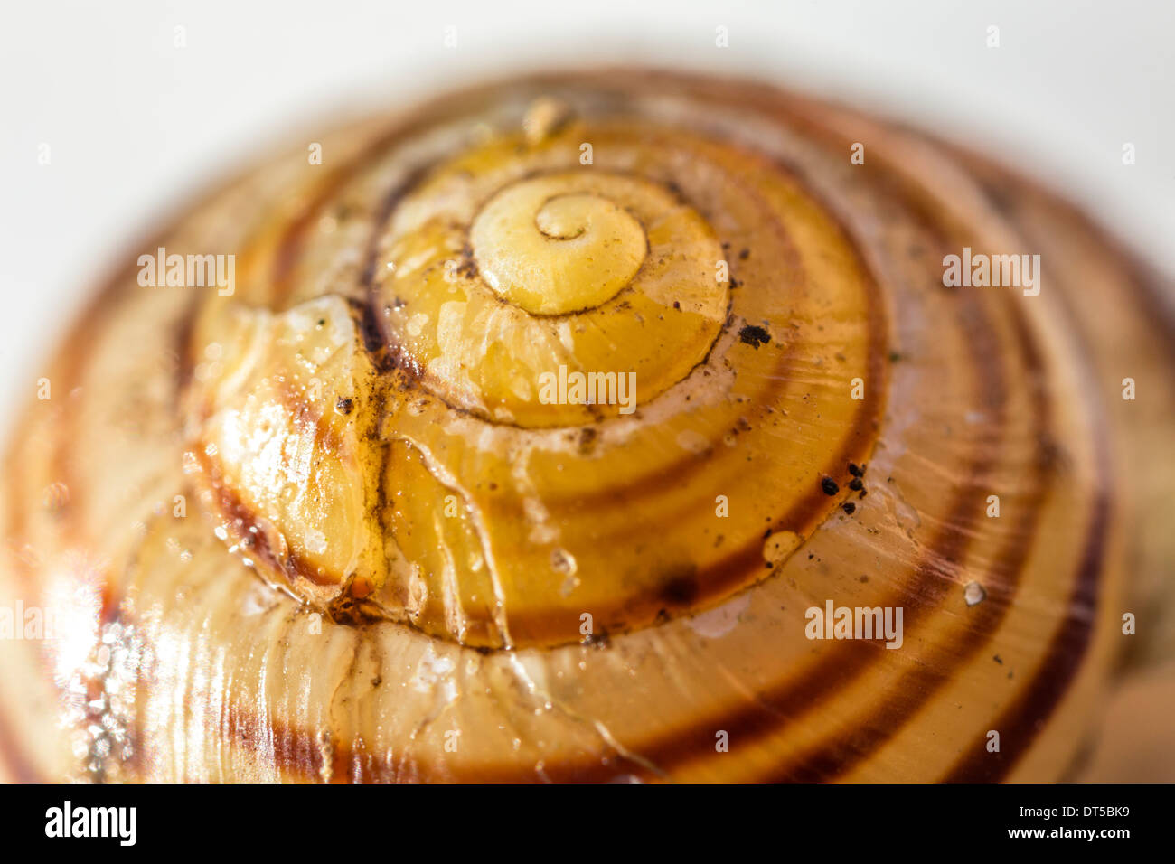 Banded snail shell Stock Photo - Alamy