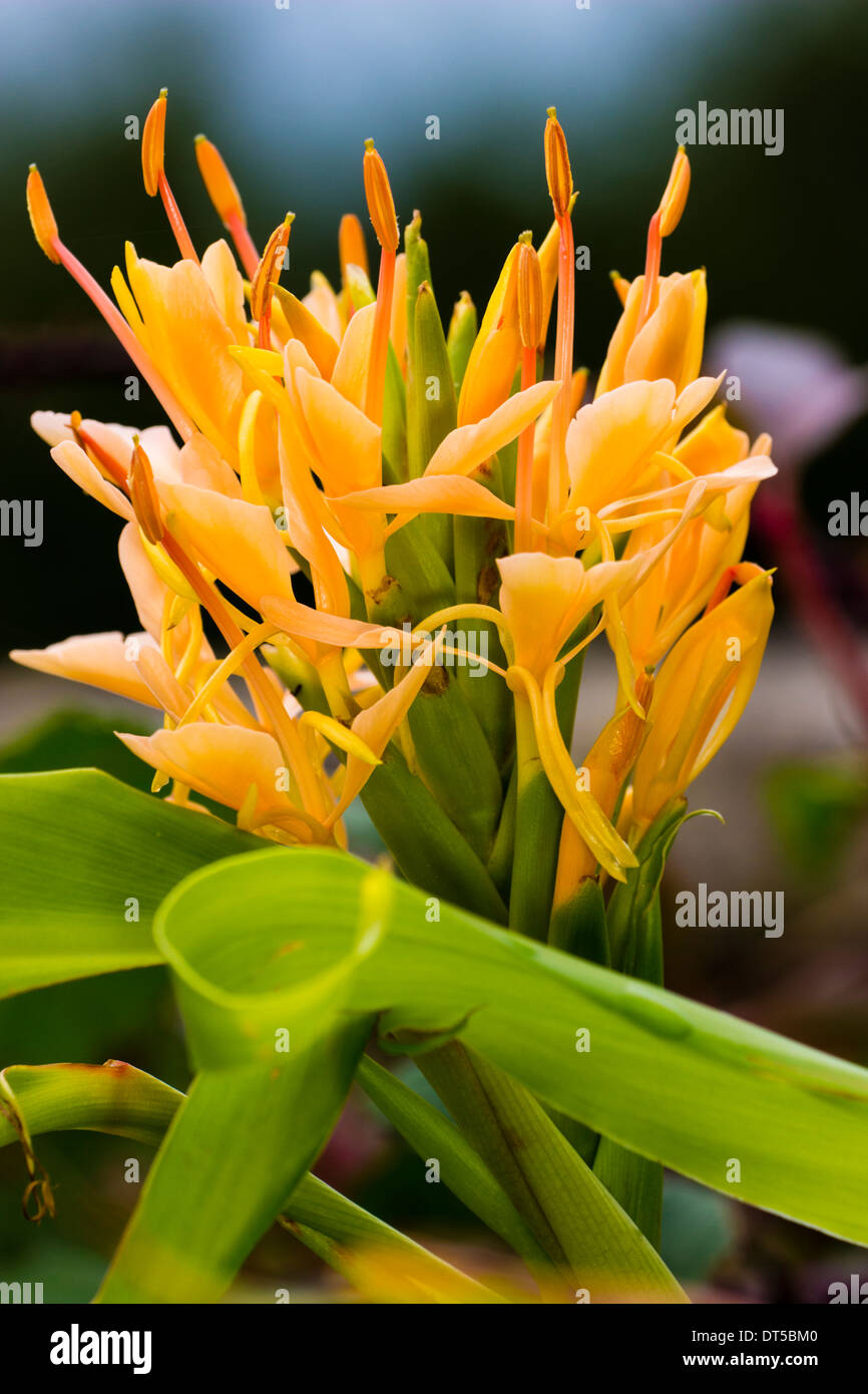 Hardy ginger lily, Hedychium 'Pink Hybrid' Stock Photo