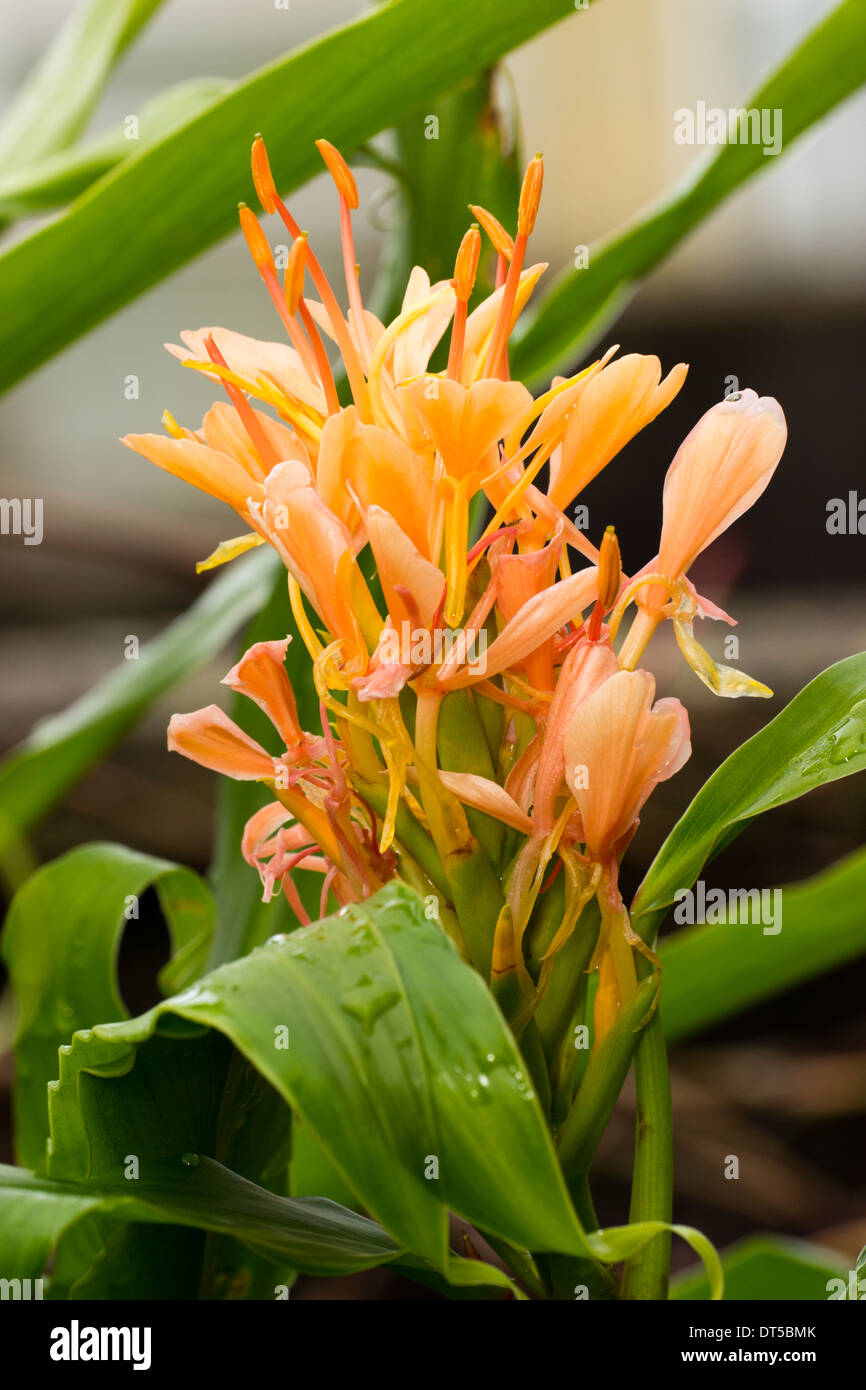 Hardy ginger lily, Hedychium 'Pink Hybrid' Stock Photo