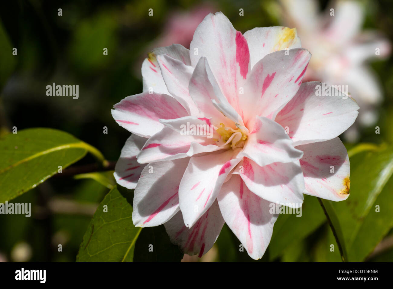 Camellia japonica 'Lady Vansittart Blush' Stock Photo