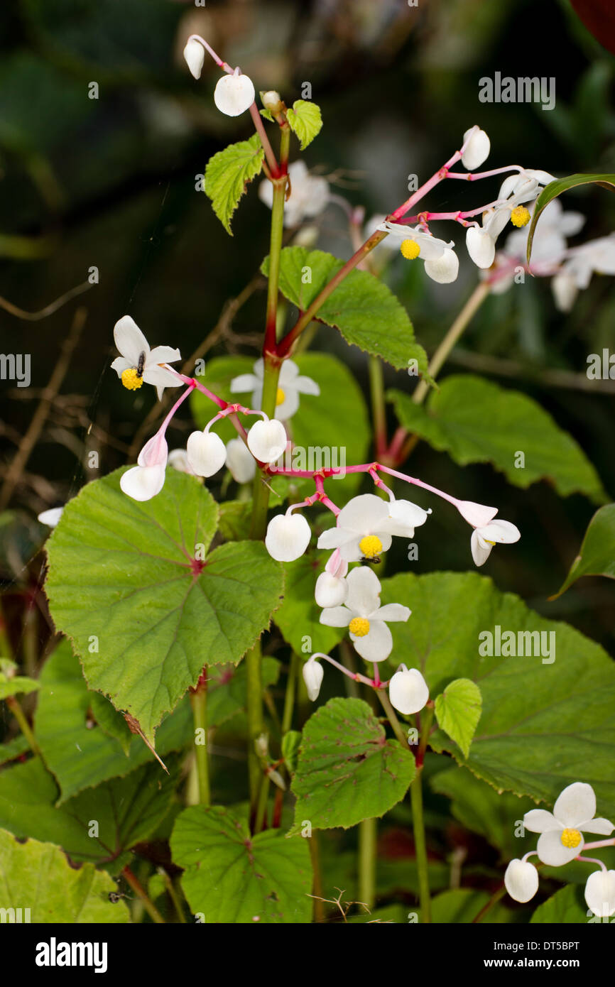 White flowered form of the hardy begonia, Begonia grandis ssp evansiana