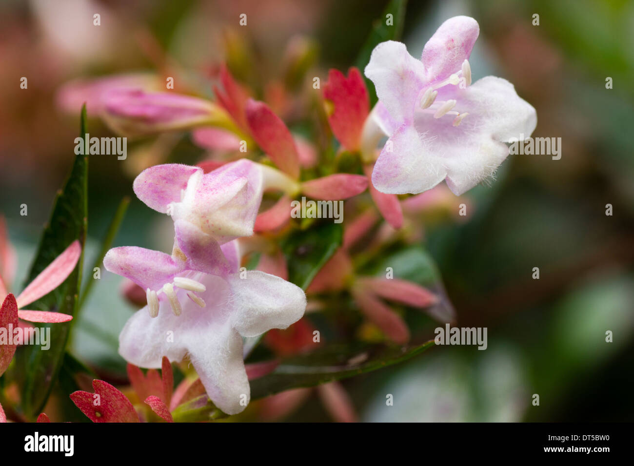 Close up of flowers of Abelia x grandiflora 'Edward Goucher' Stock Photo